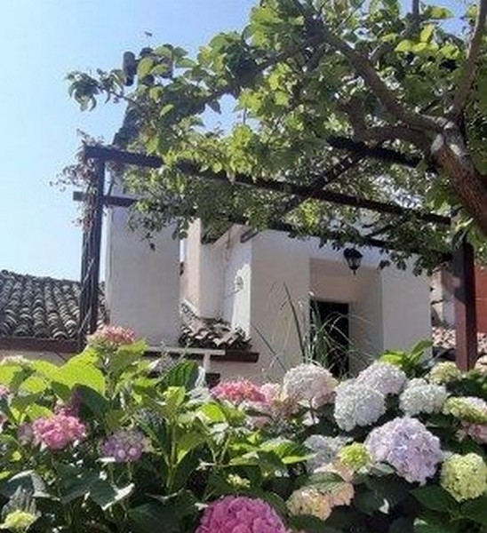 Fastigheter Kroatien, lägenhet i Pula, Istrien med havsutsikt - Panorama Scouting A3318: En mysig trädgård med blommande hortensior och en vit husfasad i bakgrunden