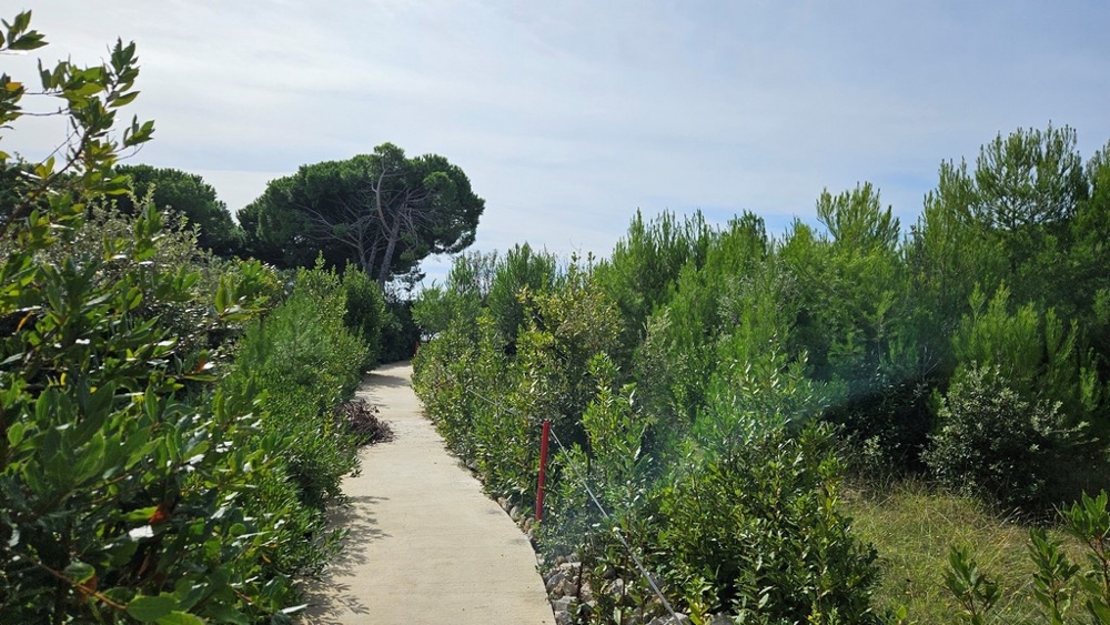 En stig som leder genom täta buskar, med träd på vardera sidan och en lätt