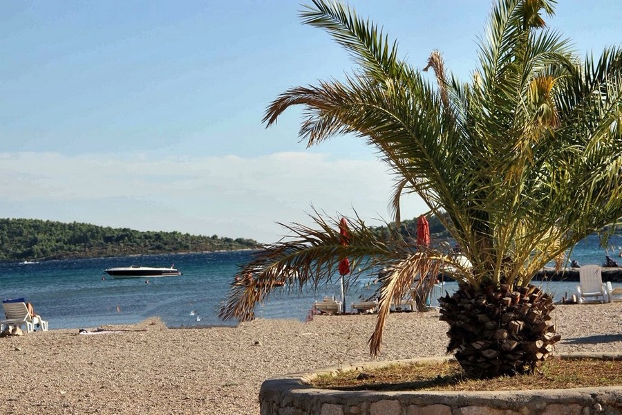 Pebble beach med palmer och havsutsikt i Kroatien