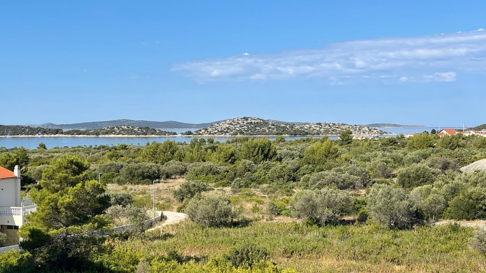 Vid utsikt över olivlundar till bukten Vodice
