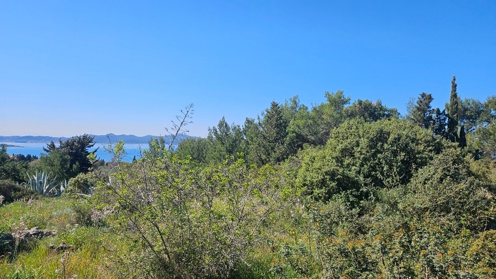 Bevuxen tomt med utsikt över havet