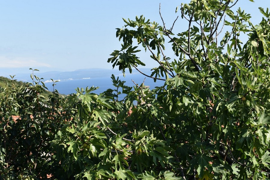 Köp ett hus i Kroatien, Kvarner Bay, Rijeka - Panorama Scouting Immobilien H2263, inköpspris: 630 000 EUR - bild 6