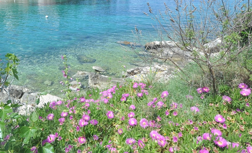 Idylliskt kustlandskap nära ett hus i Kroatien, perfekt att köpa.
