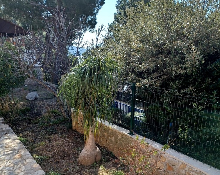 Trädgårdsutsikt med medelhavsväxter och olivträd vid en villa till salu på ön Cres, Kroatien