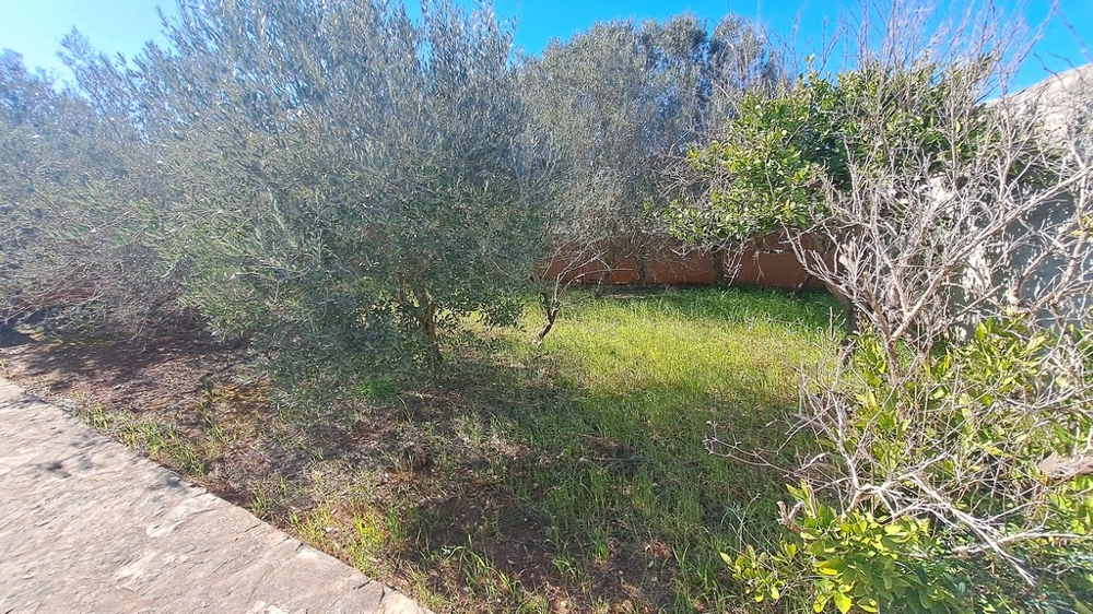 Grön trädgård med olivträd bredvid en fastighet vid havet i Kroatien