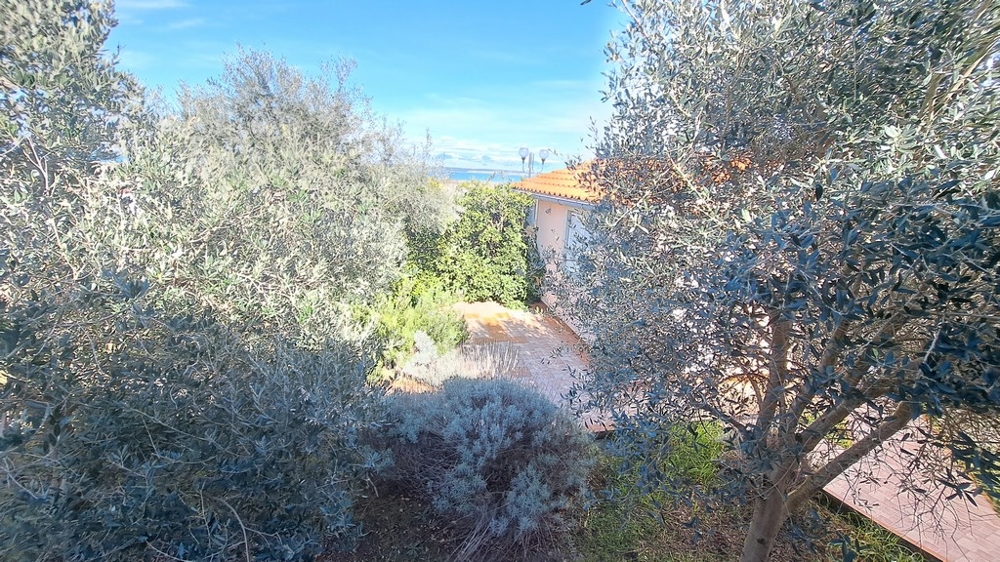 Olivträd och medelhavsvegetation i en trädgård, en del av en strandfastighet i Kroatien