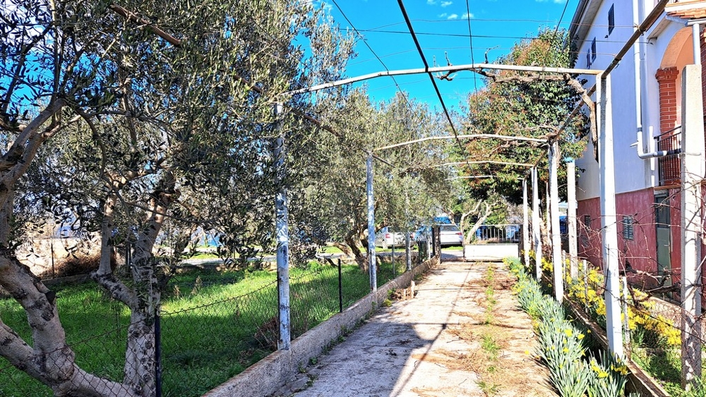 Asfalterad stig som leder förbi ett hus och en olivlund på ön Pasman i Kroatien.