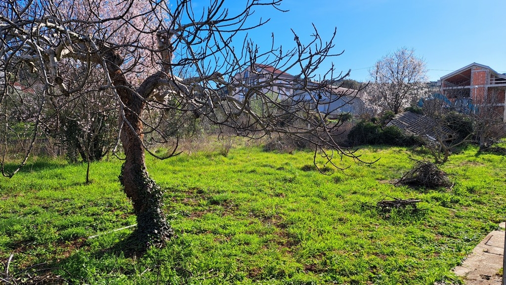 Träd utan löv på en gräsbevuxen tomt med andra träd och byggnader i bakgrunden i Tkon, Pasman, Kroatien.