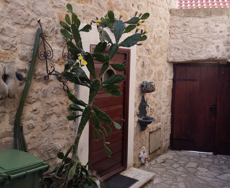 Entrén till stenhuset med en dekorativ kaktus, perfekt för dem som är intresserade av att köpa ett hus i Kroatien.