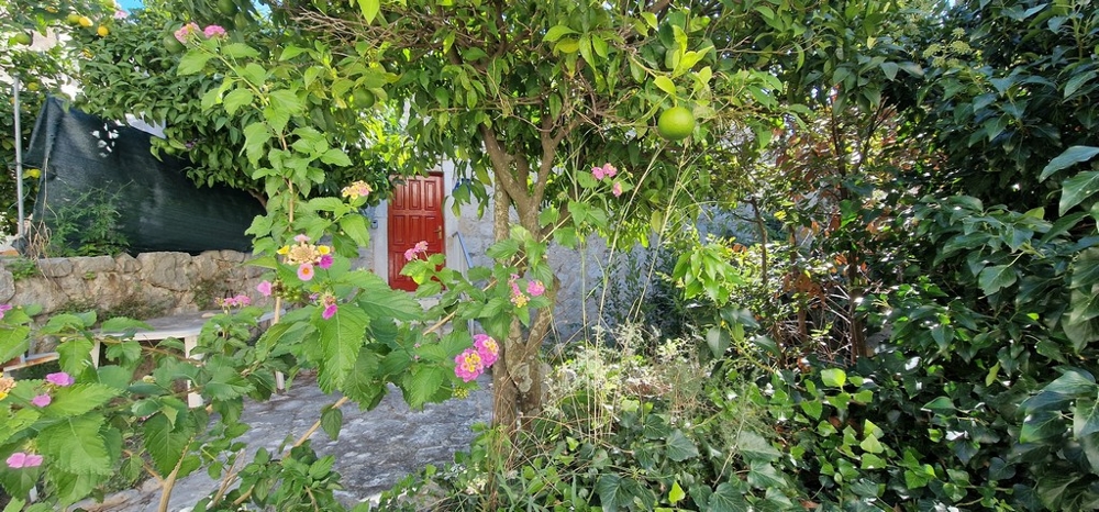 En lummig trädgård med ett citronträd, färgglada blommor och en röd trädörr i bakgrunden. En naturstensmur ger trädgården ett rustikt utseende.