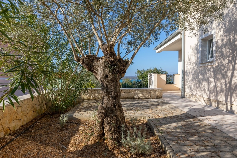 Trädgårdsområde med olivträd och havsutsikt