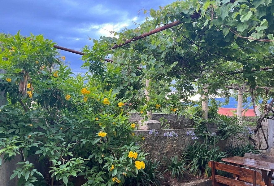 Täckt terrass med vinrankor och trädgård