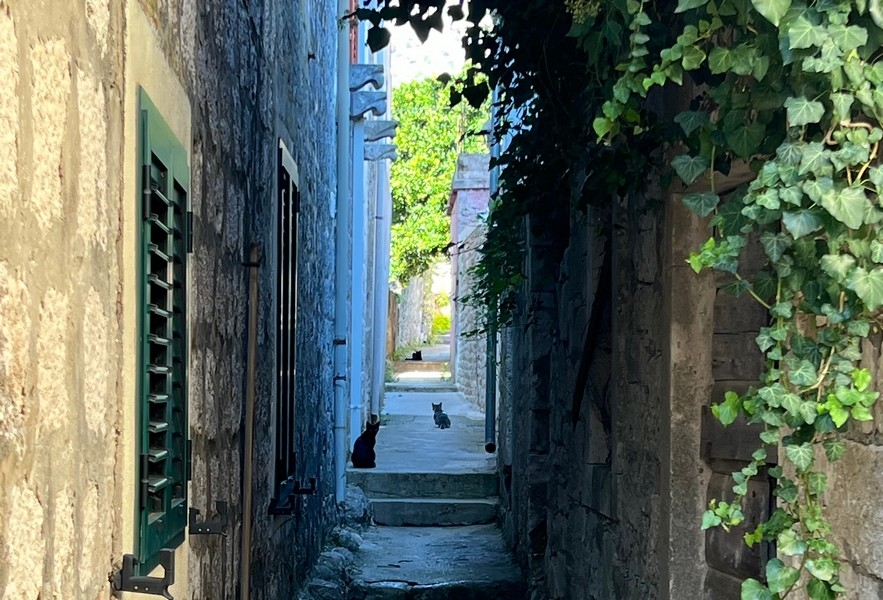 Smal gränd med katter