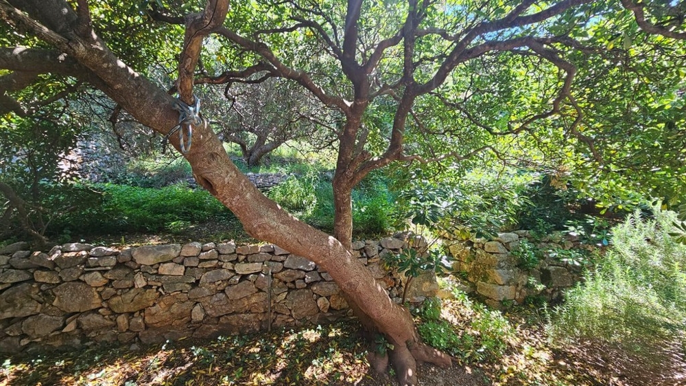 Naturlig trädgård med träd och stenmur