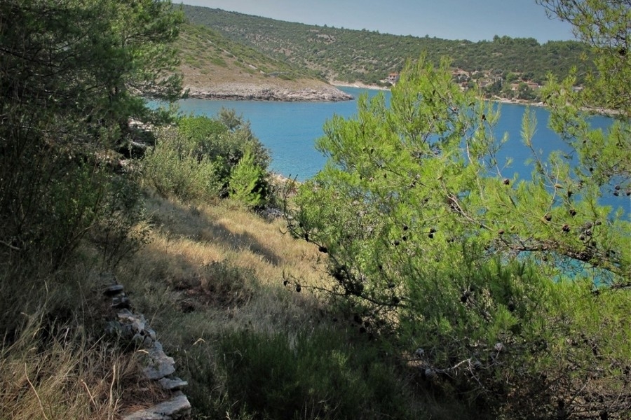 Vik och kust med tallar vid havet