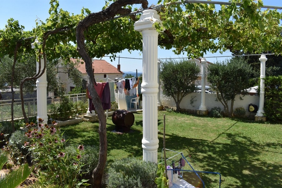 Pergola med vinrankor i trädgården