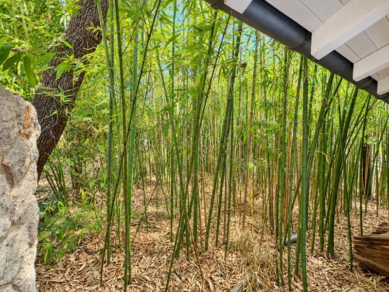 Bambu i trädgården vid uthuset